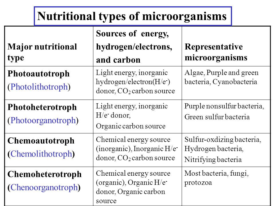 Bacteria nutricion